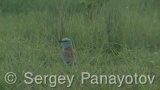 Video of European Roller - European Roller hunting insects in field near to Shabla lake in nest period
